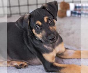 Dancer Pup - Disco - Male Mutt Dog for Adoption - Photo #5