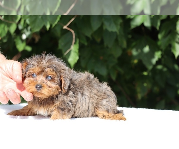 Medium Photo #10 Yorkiepoo mix (+ Poodle Toy) Puppy For Sale in DYERSBURG, TN, USA