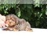 Small #9 Yorkiepoo mix (+ Poodle Toy)