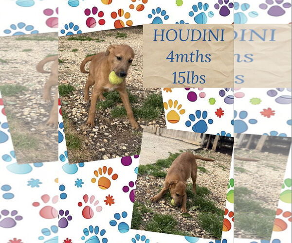 Medium Photo #1 Mutt Puppy For Sale in Woodbury, NY, USA