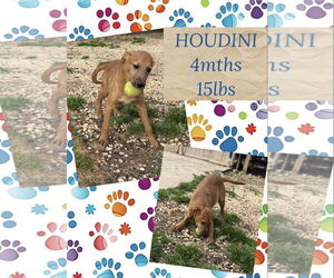 Mutt Dogs for adoption in Woodbury, NY, USA