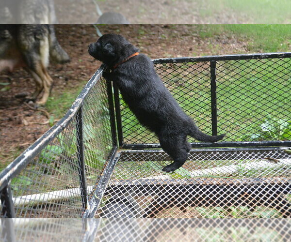 Medium Photo #5 German Shepherd Dog Puppy For Sale in POWDER SPRINGS, GA, USA