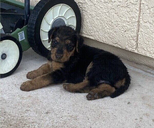 Medium Photo #1 Airedale Terrier Puppy For Sale in SIERRA VISTA, AZ, USA
