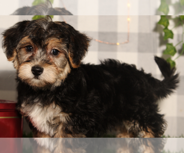 Medium Photo #2 Yo-Chon Puppy For Sale in MARIETTA, GA, USA