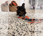 Small #5 German Shepherd Dog Mix