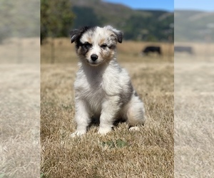 Australian Shepherd Puppy for sale in MOUNT VERNON, WA, USA