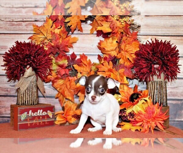 Medium Photo #73 Chihuahua Puppy For Sale in CHARLESTON, AR, USA