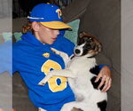 Small #6 Mutt