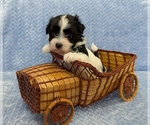 Image preview for Ad Listing. Nickname: BUBBLES
