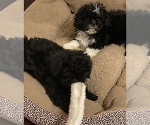 ShihPoo-Shinese Mix Puppy for sale in LAKE ORION, MI, USA