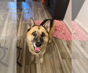 German Shepherd Dog Dogs for adoption in phoenix, AZ, USA