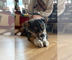 Swiper - Male Mutt Dog for Adoption - Photo #3