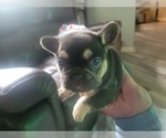 Small Photo #9 French Bulldog Puppy For Sale in DALLAS, NC, USA