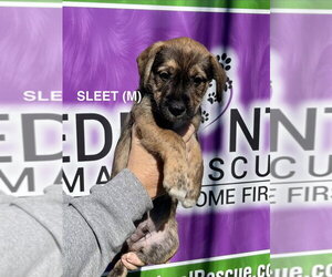 Boxer-Unknown Mix Dogs for adoption in Mooresville, NC, USA