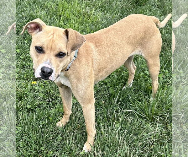 Medium Photo #2 Black Mouth Cur-Whippet Mix Puppy For Sale in Batavia, OH, USA