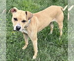 Small #1 Black Mouth Cur-Whippet Mix