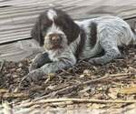 Small #3 Wirehaired Pointing Griffon