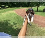 Puppy Heidi Beagle