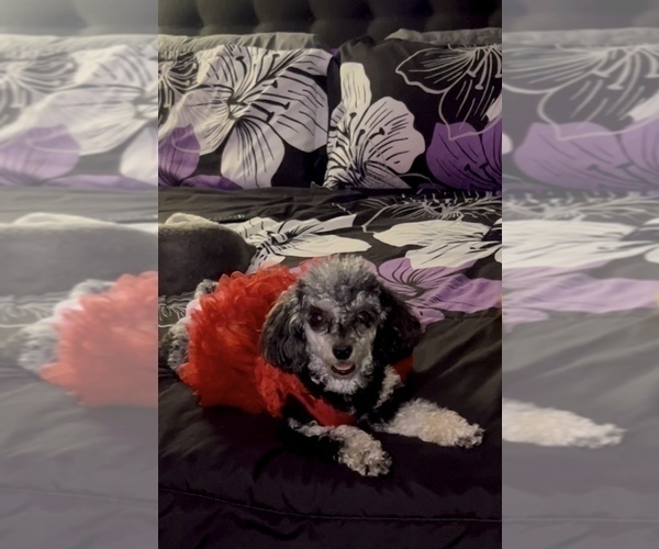 Medium Photo #5 Poodle (Toy) Puppy For Sale in COLUMBIA, SC, USA