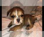 Small Photo #5 English Bulldogge Puppy For Sale in PUYALLUP, WA, USA