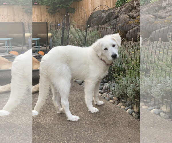 Medium Photo #2 Great Pyrenees Puppy For Sale in Spring, TX, USA