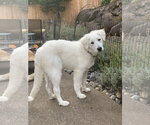 Small #1 Great Pyrenees