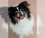 Small Japanese Chin