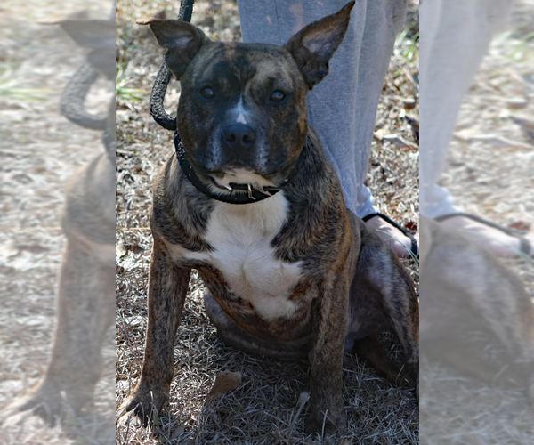 Medium Photo #1 American Staffordshire Terrier-Unknown Mix Puppy For Sale in Decatur, GA, USA