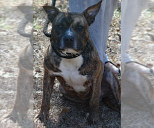 American Staffordshire Terrier Mix Dog for Adoption in Decatur, Georgia USA