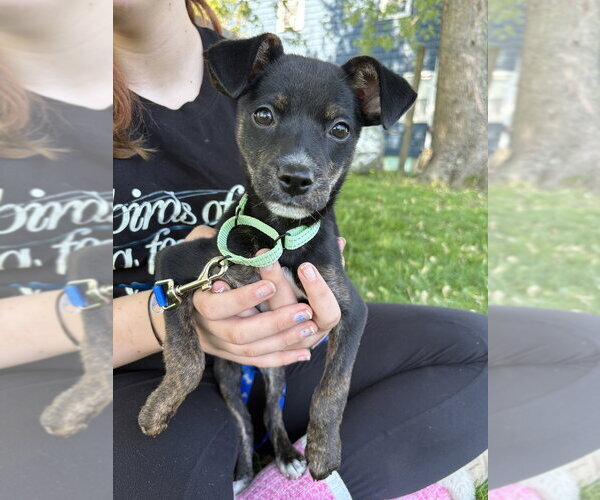 Medium Photo #4 Chihuahua-Unknown Mix Puppy For Sale in Brewster, NY, USA