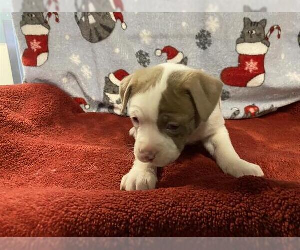 Medium Photo #1 Mutt Puppy For Sale in Modesto, CA, USA