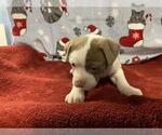 Small Mutt
