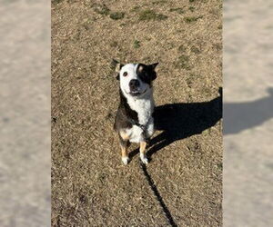 Australian Shepherd-Unknown Mix Dogs for adoption in Evansville, IN, USA