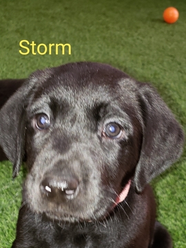 Medium Photo #2 Labrador Retriever Puppy For Sale in WOODINVILLE, WA, USA