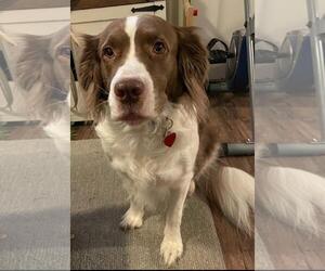 Brittany-Collie Mix Dogs for adoption in Curwensville, PA, USA