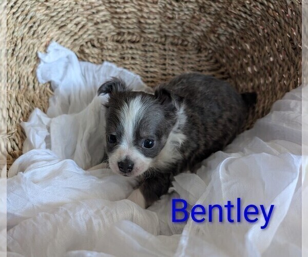 Medium Photo #3 Chihuahua Puppy For Sale in LEBANON, PA, USA