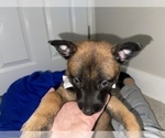 Small Photo #105 Belgian Malinois Puppy For Sale in REESEVILLE, WI, USA