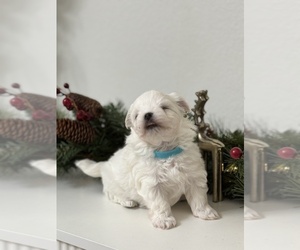 Maltese Puppy for sale in CITRUS HEIGHTS, CA, USA