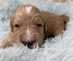 Puppy Mr Yellow Goldendoodle
