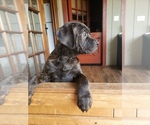 Puppy Brindle Cane Corso-Rottweiler Mix