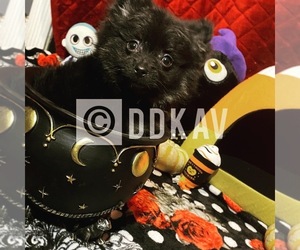 Pomeranian Puppy for sale in HI VISTA, CA, USA