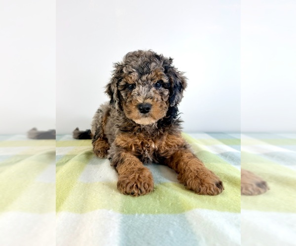 Medium Photo #3 Bernedoodle (Miniature) Puppy For Sale in GREENFIELD, IN, USA