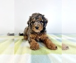Small #2 Bernedoodle (Miniature)