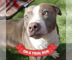 Small #2 American Staffordshire Terrier Mix