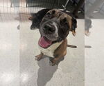 Small #48 Boxer Mix