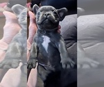 Small Photo #9 French Bulldog Puppy For Sale in CLARKS SUMMIT, PA, USA