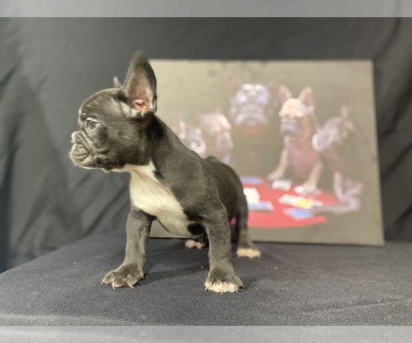 Medium Photo #5 French Bulldog Puppy For Sale in MORENO VALLEY, CA, USA