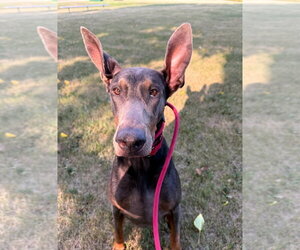 Doberman Pinscher Dogs for adoption in Buffalo, MN, USA