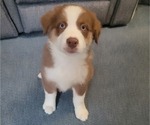 Image preview for Ad Listing. Nickname: Twitty