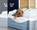 Small Photo #4 Goldendoodle (Miniature) Puppy For Sale in FARR WEST, UT, USA